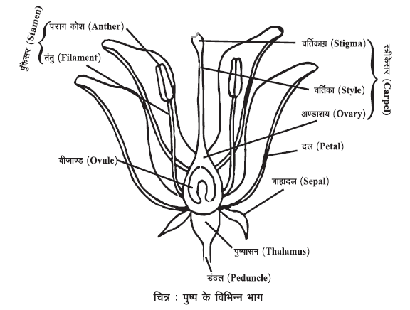 पादप जनन की प्रक्रिया