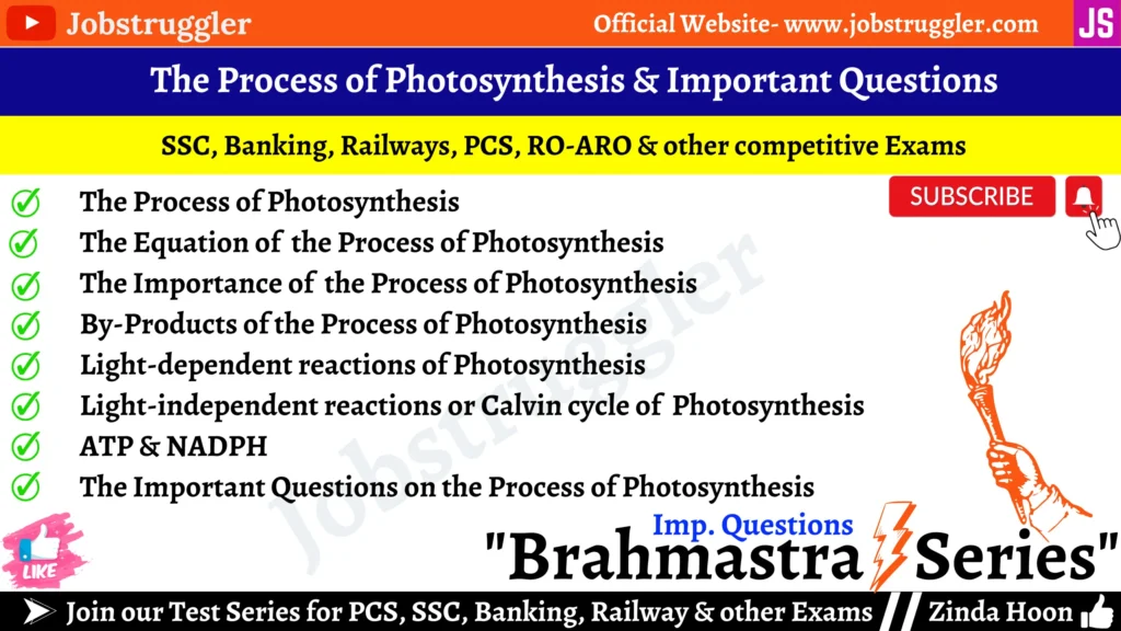 The Process of Photosynthesis & Important Questions